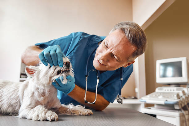 Best Same-Day Emergency Dental Services in Larch Y, WA